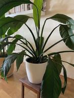 Lepel plant in witte Elho pot 2 stuks met watersysteem, Ophalen, Minder dan 100 cm