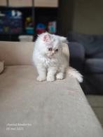 Perzisch colourpoint poesje, Poes, Gechipt, 0 tot 2 jaar