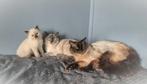 Twee lieve Ragdoll katten zijn opzoek naar een nieuw thuis, Dieren en Toebehoren, Katten en Kittens | Raskatten | Langhaar, Meerdere dieren