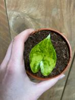 Alocasia zebrina variegata plant aurea lemon lime, Huis en Inrichting, Kamerplanten, Ophalen of Verzenden, Overige soorten, Minder dan 100 cm