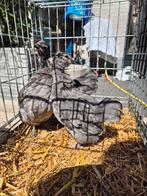Orpington kriel trio, Dieren en Toebehoren, Meerdere dieren, Kip