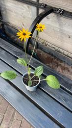 Zonnehoed geel, Tuin en Terras, Planten | Tuinplanten, Ophalen of Verzenden, Overige soorten, Volle zon