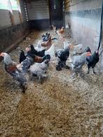 Brahma, Dieren en Toebehoren, Pluimvee, Meerdere dieren, Kip