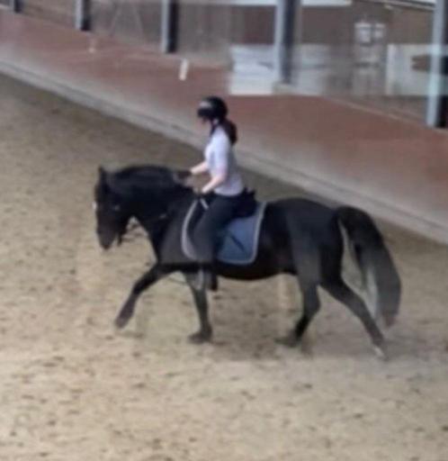 VERZORGPAARD GEZOCHT!, Dieren en Toebehoren, Paarden en Pony's | Verzorgingsproducten, Ophalen