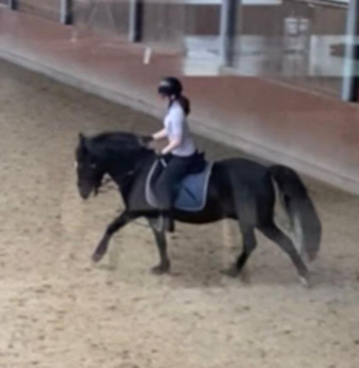 VERZORGPAARD GEZOCHT!, Dieren en Toebehoren, Paarden en Pony's | Verzorgingsproducten, Ophalen