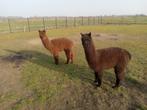 Alpaca hengsten te koop, Dieren en Toebehoren, Juni, Mannelijk