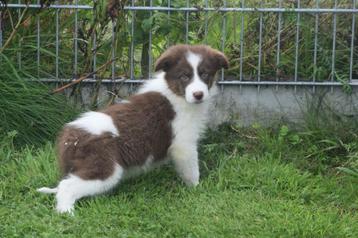 Border collie pups nieuw nestje beschikbaar voor biedingen