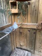 Diamant duifjes meerdere, Meerdere dieren, Overige soorten