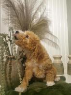 Prachtige kleine medium Doodle pups, Dieren en Toebehoren, Honden | Niet-rashonden, 8 tot 15 weken, CDV (hondenziekte), Meerdere
