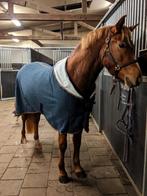 Harry's Horse teddy fleece 185, Ophalen of Verzenden, Zo goed als nieuw