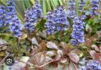 Ajuga vaste planten te koop, Tuin en Terras, Planten | Tuinplanten, Ophalen of Verzenden, Zomer, Overige soorten, Halfschaduw