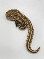 0.1 special phantom het pied - Python regius, Dieren en Toebehoren, Reptielen en Amfibieën, Slang