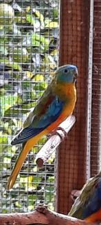 Turquoisine parkieten, Dieren en Toebehoren, Meerdere dieren, Parkiet