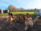 Bloedluisbehandeling bloedluis bloedluizen anti bloedluis, Kip