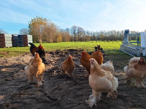 Bloedluisbehandeling bloedluis bloedluizen anti bloedluis, Dieren en Toebehoren, Pluimvee, Kip