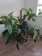 Philodendron Florida ghost xxl, Huis en Inrichting, Kamerplanten, Ophalen, Halfschaduw, Minder dan 100 cm