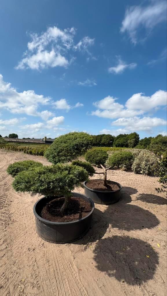 Jeneverbes | Juniperus bonsais in maten leverbaar, Tuin en Terras, Planten | Bomen, Overige soorten, Ophalen of Verzenden