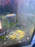 Gele garnalen | Yellow stripe garnalen, Dieren en Toebehoren, Vissen | Aquariumvissen, Kreeft, Krab of Garnaal, Zoetwatervis, Schoolvis