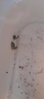 Algeneters, Dieren en Toebehoren, Vis