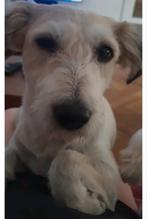 Hope, reu 4 jr ter adoptie, Dieren en Toebehoren, Honden | Niet-rashonden, Particulier, Reu, Buitenland, Eén hond