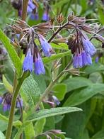 Blauwe Smeerwortel (Symphytum azureum, Ophalen of Verzenden, Overige soorten, Volle zon