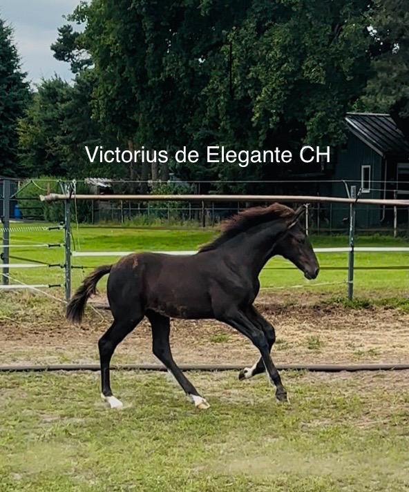 Getalenteerd KWPN Hengstveulen veelzijdig gefokt m. vermogen, Dieren en Toebehoren, Paarden, Hengst, Onbeleerd, 165 tot 170 cm