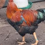 Raszuivere welsumer haan, Dieren en Toebehoren, Pluimvee, Mannelijk, Kip