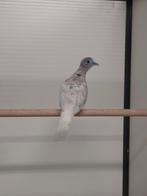 2-1 Vredes duifjes, Meerdere dieren, Tropenvogel, Geringd