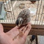 Handtamme boomkwartel, Dieren en Toebehoren, Vrouwelijk, Overige soorten