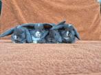Lieve dwergkonijntjes NHD kleurdwerg van fokker tam klein, Meerdere dieren, Dwerg, Hangoor, 0 tot 2 jaar