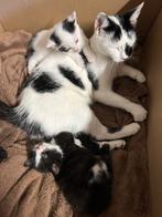 Twee lieve kittens zoeken een gouden mandje!, Dieren en Toebehoren, Meerdere dieren, Ontwormd, 0 tot 2 jaar