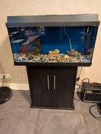 Compleet aquarium Juwel Duolux 80 + filter & pomp, Dieren en Toebehoren, Vissen | Aquaria en Toebehoren, Ophalen, Gebruikt, Leeg aquarium