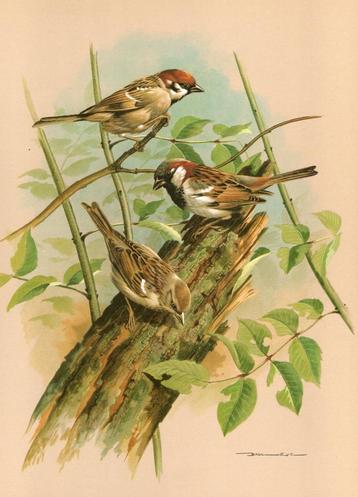 Huismussen Passer Domesticus op Boomstam door Basil Ede. beschikbaar voor biedingen