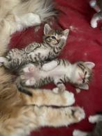 Siberische/bkh., Dieren en Toebehoren, Katten en Kittens | Overige Katten, Meerdere dieren, 0 tot 2 jaar