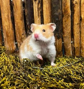 Jonge tamme goudhamsters ,vrouw rechtstreeks van de fokker beschikbaar voor biedingen