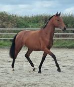Super gave E-pony!!, Dieren en Toebehoren, Pony's, Gechipt, Dressuurpony, 3 tot 6 jaar, Onbeleerd