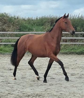 Super gave E-pony!! beschikbaar voor biedingen