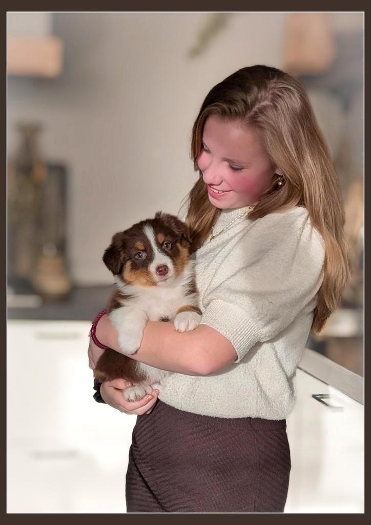 Raszuivere Australian Shepherd pups zijn opzoek naar baasjes, Dieren en Toebehoren, Honden | Herdershonden en Veedrijvers, Meerdere dieren