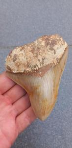 Megalodon haaientand 11 cm fossiel uit Indonesië haai, Verzamelen, Mineralen en Fossielen, Ophalen of Verzenden, Fossiel