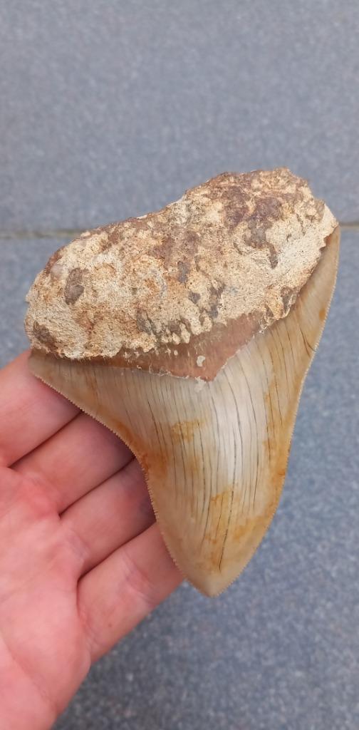 Megalodon haaientand 11 cm fossiel uit Indonesië haai, Verzamelen, Mineralen en Fossielen, Fossiel, Ophalen of Verzenden