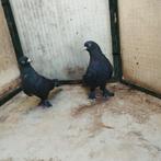 Takla, Dieren en Toebehoren