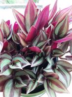 Hangplant met paarse bladeren, Tuin en Terras, Ophalen