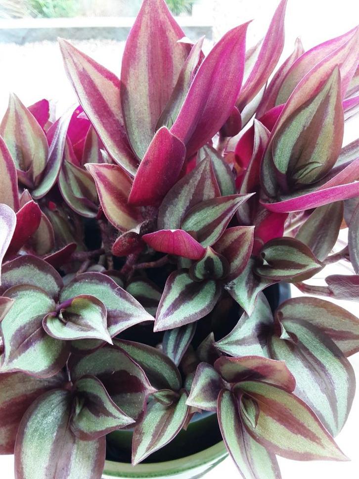 Hangplant met paarse bladeren, Tuin en Terras, Planten | Tuinplanten, Ophalen