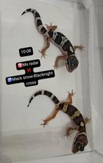 Luipaardgekko jonkies & volwassen, Dieren en Toebehoren, Hagedis, 0 tot 2 jaar