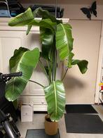 Bananenplant, Huis en Inrichting, Kamerplanten, Ophalen of Verzenden, Halfschaduw, 150 tot 200 cm