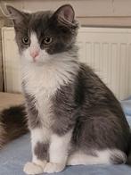 Ragdoll kitten 💙, Dieren en Toebehoren, Kater, Ontwormd, 0 tot 2 jaar
