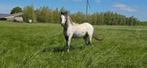 Prachtige Fewspot welsh hengst!, Dieren en Toebehoren, Pony's, Hengst, Recreatiepony, Gechipt, 0 tot 2 jaar