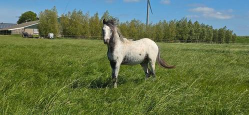 Prachtige Fewspot welsh hengst!, Dieren en Toebehoren, Pony's, Hengst, Recreatiepony, 0 tot 2 jaar, Gechipt, Ontwormd