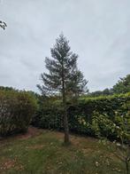 Grote Den - 6-7 meter, Bloeit niet, Overige soorten, 400 cm of meer, Ophalen