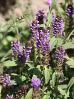 Bijenkorfje Prunella vulgaris, Ophalen, Bodembedekkers, Vaste plant, Halfschaduw